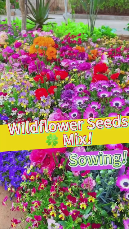 Varieties of Flower Seeds (Pack of 100)